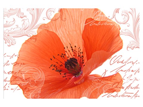 Photos de coquelicot