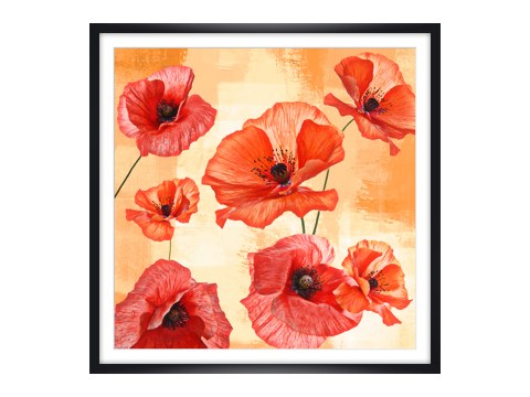 Photos de coquelicots