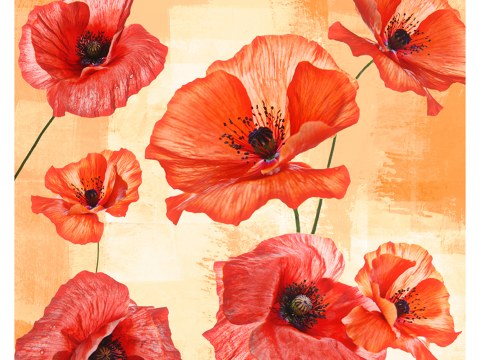 Photos de coquelicots