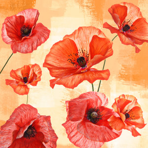 photos de coquelicots