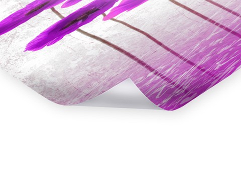 Photo de coquelicots