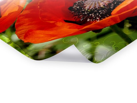 Mohnblumenbilder