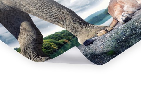 surreeël motief leeuw en olifant