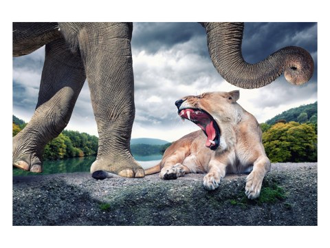 surreeël motief leeuw en olifant