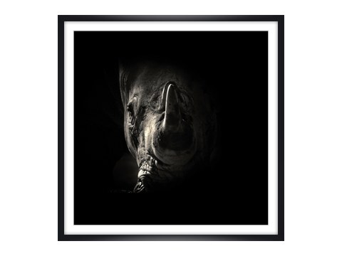 Nashorn Portrait