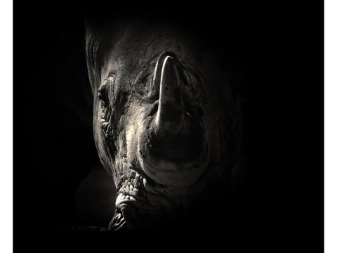Nashorn Portrait