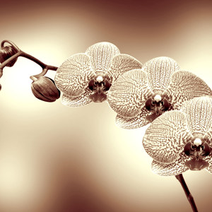 Orchidee auf Leinwand