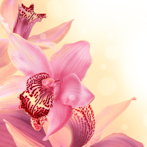 acheter des photos d'orchidée