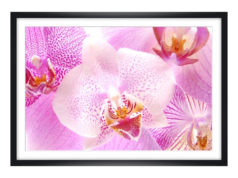 Orchidee Bilder