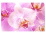 Orchidee Bilder