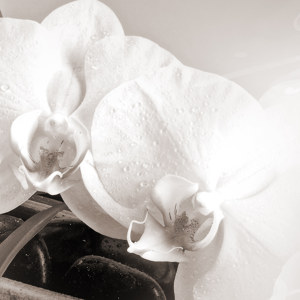 Orchidee Motiv