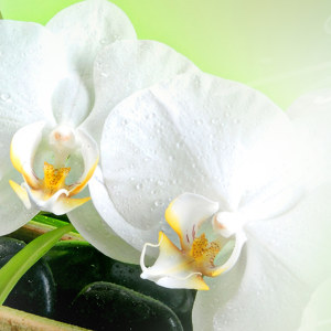 Orchidee Motiv