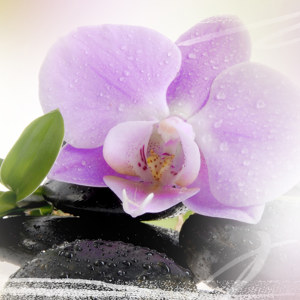 panorama d'orchidée