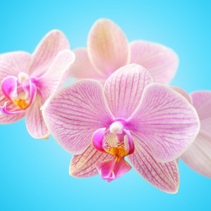 Orchidee Motiv