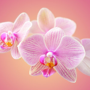 Orchidee Motiv