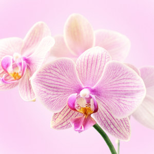 Orchidee Motiv