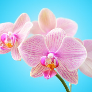 Orchidee Motiv