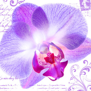 orchideeën plaatjes