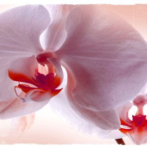 Orchideenbild