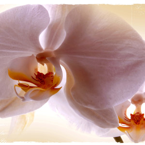 Photo d'une orchidée