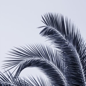 Palm Leaves