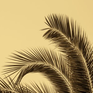 Palm Leaves