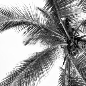 Palm Tree