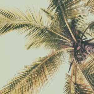 Palm Tree