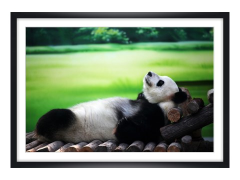 Panda Bild