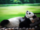 Panda Bild