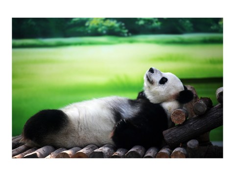 Panda Bild
