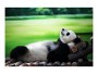Panda Bild