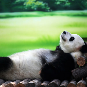 photo de panda