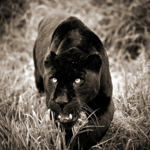 Panther Bilder