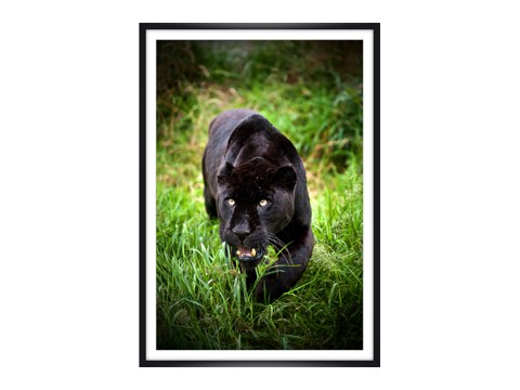 Panther Bilder