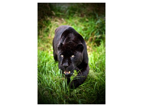 Panther Bilder