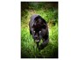Panther Bilder