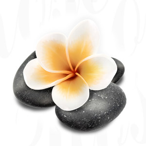Plumeria Bild