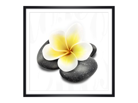 Plumeria Bild