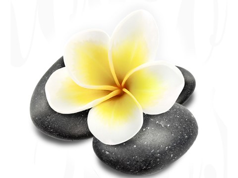 Plumeria Bild