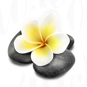 Plumeria Bild