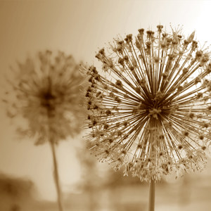 Pusteblume