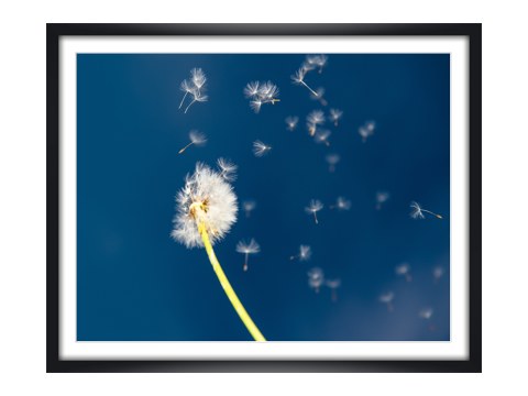 Pusteblume im Wind