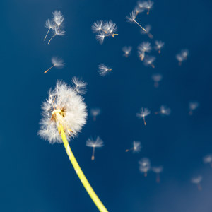 Pusteblume im Wind