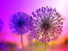 Pusteblume