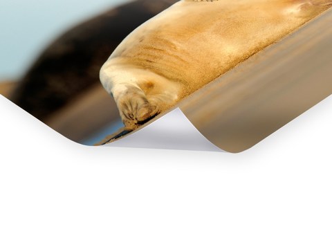 schlafende Robbe Foto