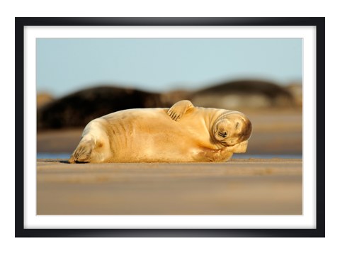 schlafende Robbe Foto