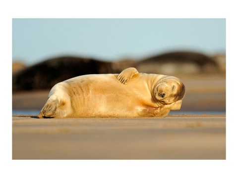 schlafende Robbe Foto