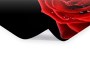 Rose Bild