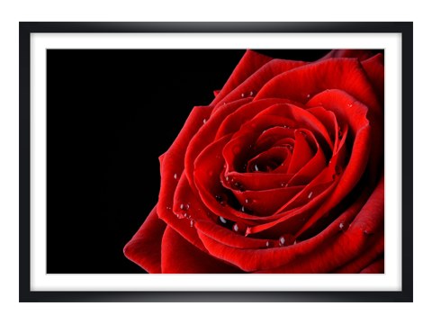 Rose Bild